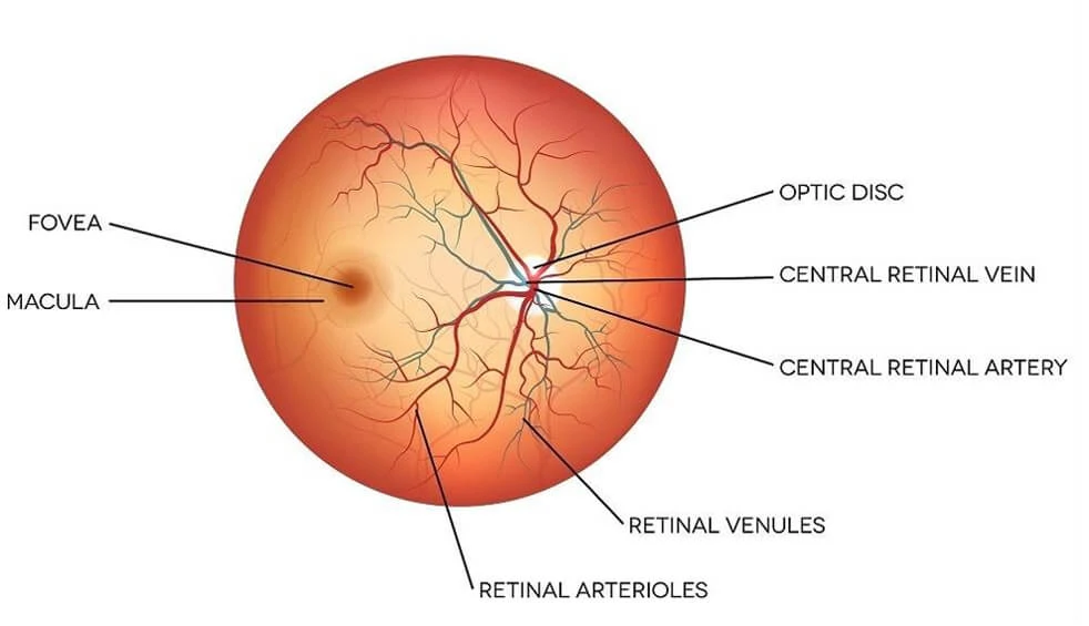Retinal Eye Exam: What Is it? - Eyes On Brickell Eyes on Brickell: What is Retinal Eye Exams